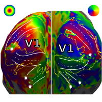 Retinotopic Map