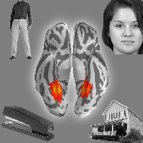 Brain with person, face, stapler, and house